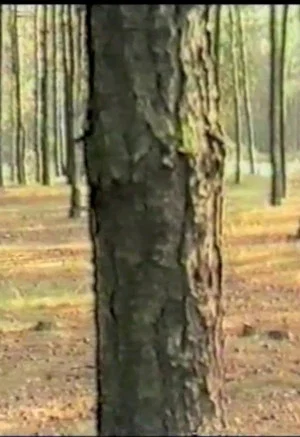 Постер: Dancing with Trees