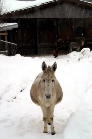 Постер: Esel mit Schnee