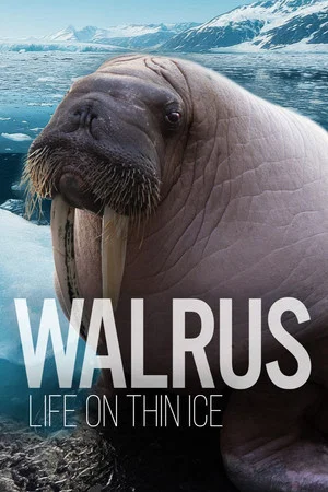 Постер: Walrus: Life on Thin Ice