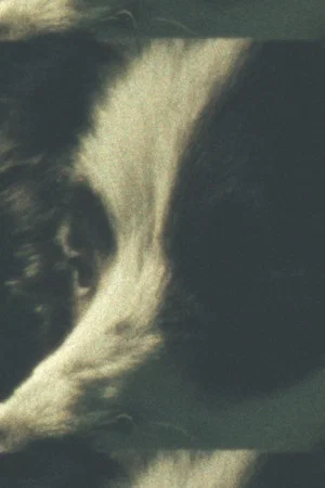 Постер: Weald