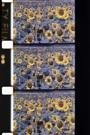 Постер: Les tournesols colorés