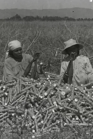 Постер: La chanson du manioc