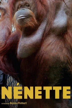 Постер: Nénette