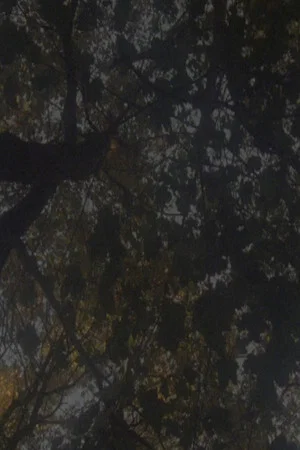 Постер: Not as Old as the Trees