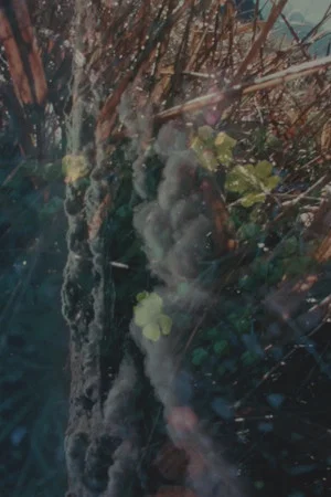 Постер: River Film