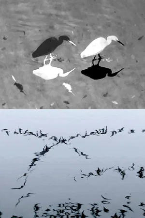 Постер: Animal Studies (Egret / Seagull Reflection / Midges / Spider / Swans in a Line)