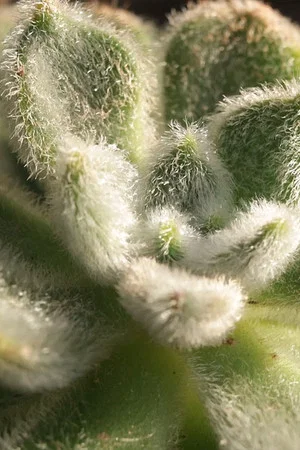 Постер: Cactus Touch