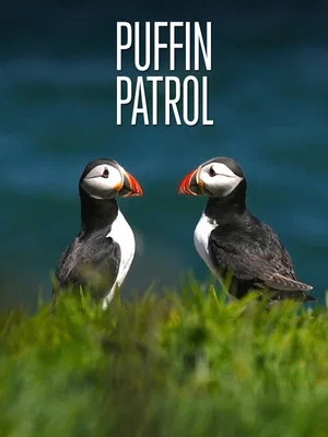 Постер: Puffin Patrol