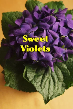 Постер: Sweet Violets