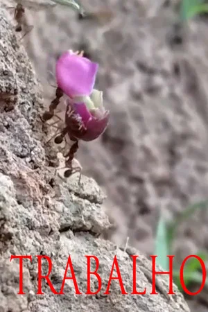 Постер: TRABALHO
