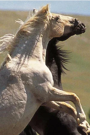 Постер: Cloud: Wild Stallion of the Rockies