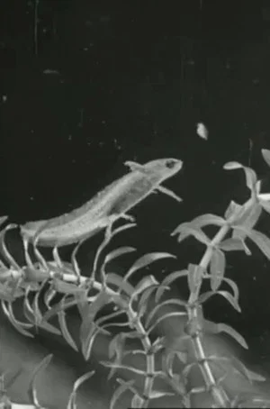 Постер: The Life Cycle of the Newt