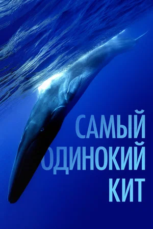 Постер: Самый одинокий кит