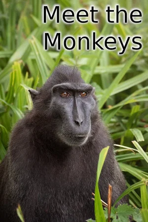 Постер: Meet the Monkeys