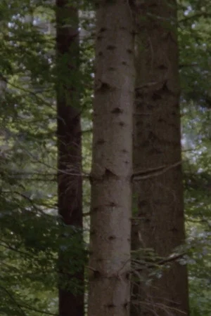 Постер: The Forest