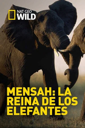 Постер: Elephant Queen
