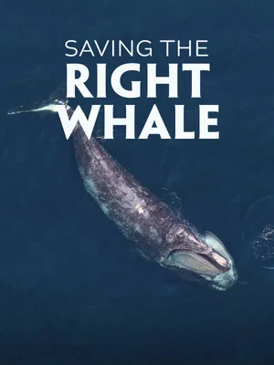 Постер: Saving the Right Whale