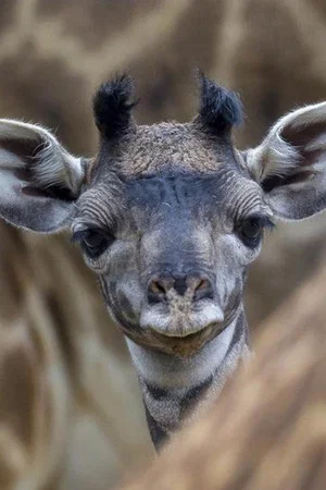 Постер: The Last Giraffe