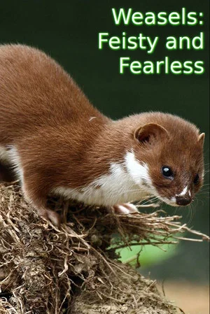 Постер: Weasels: Feisty and Fearless