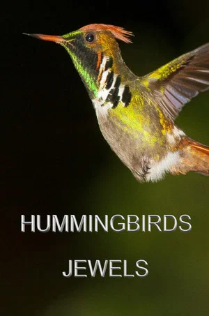 Постер: Hummingbirds Jewels