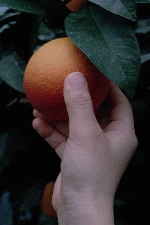 Постер: An orange is not a fish