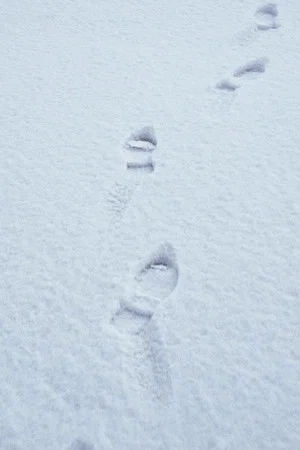 Постер: Terza passeggiata - Sulla neve