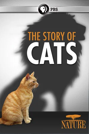 Постер: The Story of Cats