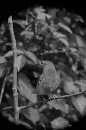 Постер: The Nightingale