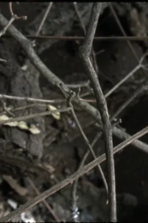 Постер: Phasmides