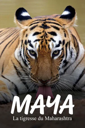 Постер: Maya, la tigresse du Maharashtra