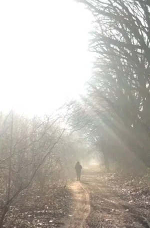 Постер: woodland