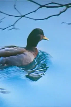 Постер: Canards