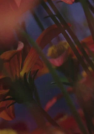 Постер: Flowerbed