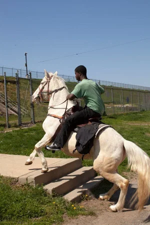 Постер: Horse Day