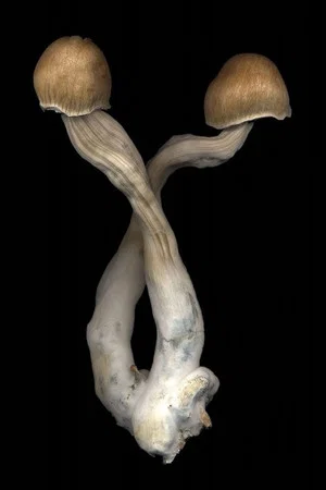Постер: The Mushroom Archive