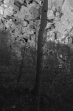 Постер: Trees on Sand