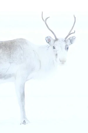 Постер: Spirit of the Reindeer