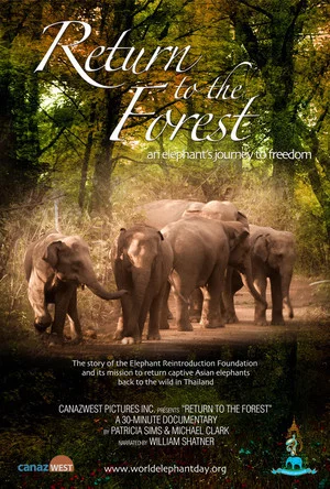Постер: Return to the Forest