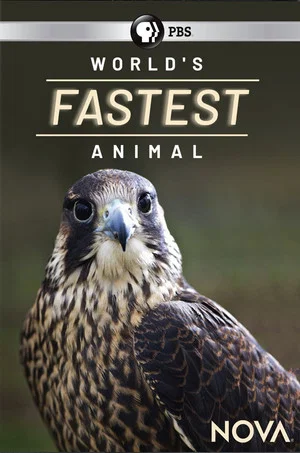 Постер: World's Fastest Animal