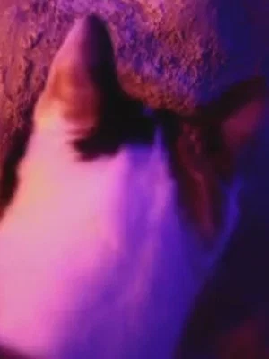 Постер: Mina’s invasion