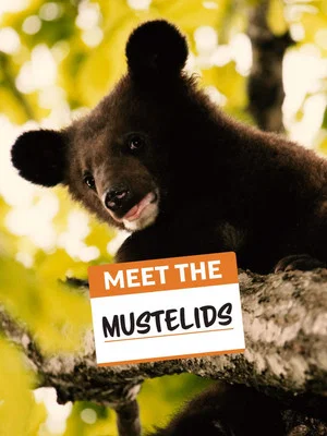 Постер: Meet the Mustelids