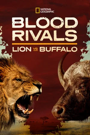 Постер: Blood Rivals: Lion vs Buffalo
