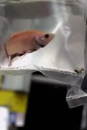 Постер: Aquarium