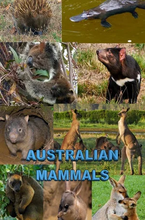 Постер: Australian Mammals