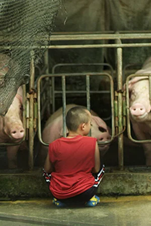 Постер: Pigs