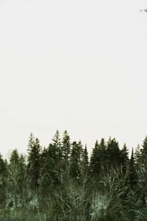 Постер: Algonquin Park, Early March