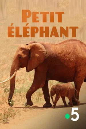 Постер: Small Elephant
