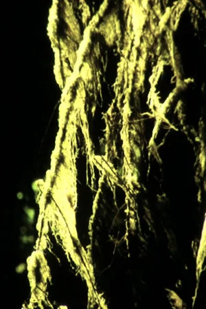 Постер: Old Growth