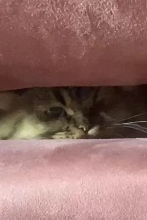 Постер: A Cat's Ascend To Claustrophobic Tranquility