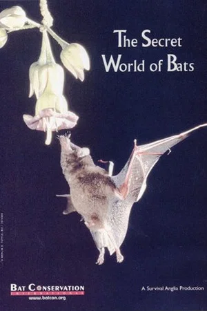 Постер: The Secret World Of Bats
